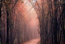 瓦力棋牌入口-西悉尼流浪者锋线火力全开，防守压力山大